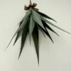 Aloe Pick Kilian grün