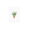 Aquarellkarte Tulips