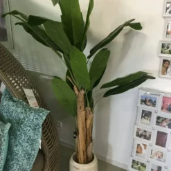Bananenbaum im Topf