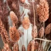 Bund Phalaris Lachsfarbend