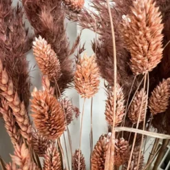 Bund Phalaris Lachsfarbend