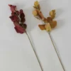 Dekozweig Eukalyptus