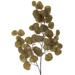 Eucalyptus Stiel braun