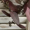 Euka Herz bordo