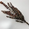 Eukalyptus getrocknet rot