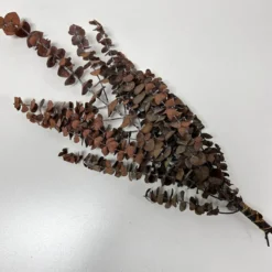 Eukalyptus getrocknet rot
