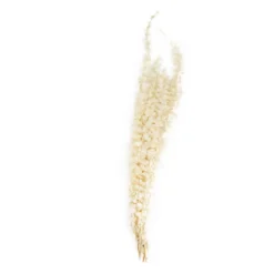 Eukalyptus weiß