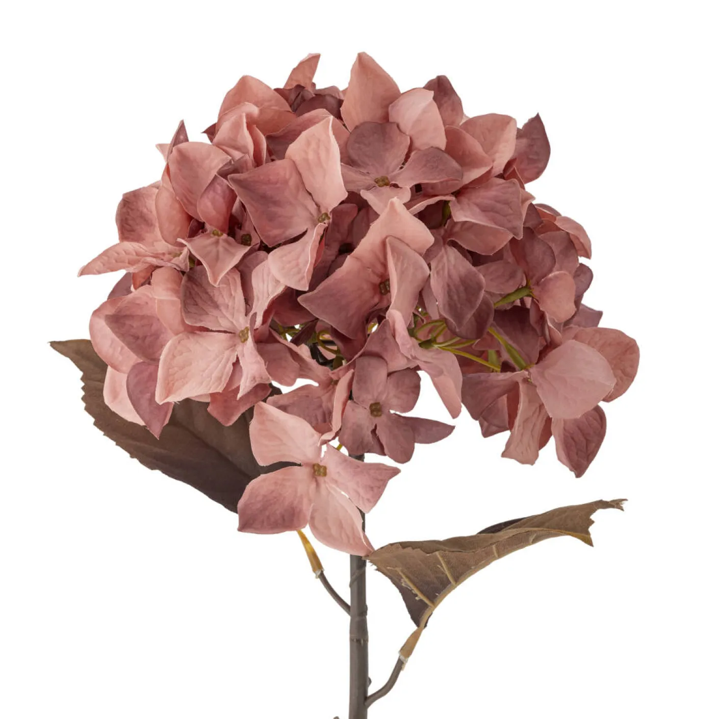 Hydrangea Stiel rose