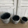 Kübel Blüten