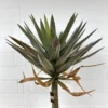 Palme Yukka
