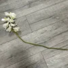 Phalaenopsis creme