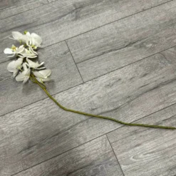 Phalaenopsis creme