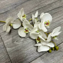 Phalaenopsis creme