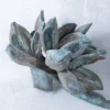 Sororoca Frucht aqua