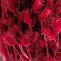 Trockenblumen Bündel Lagurus dunkelrot