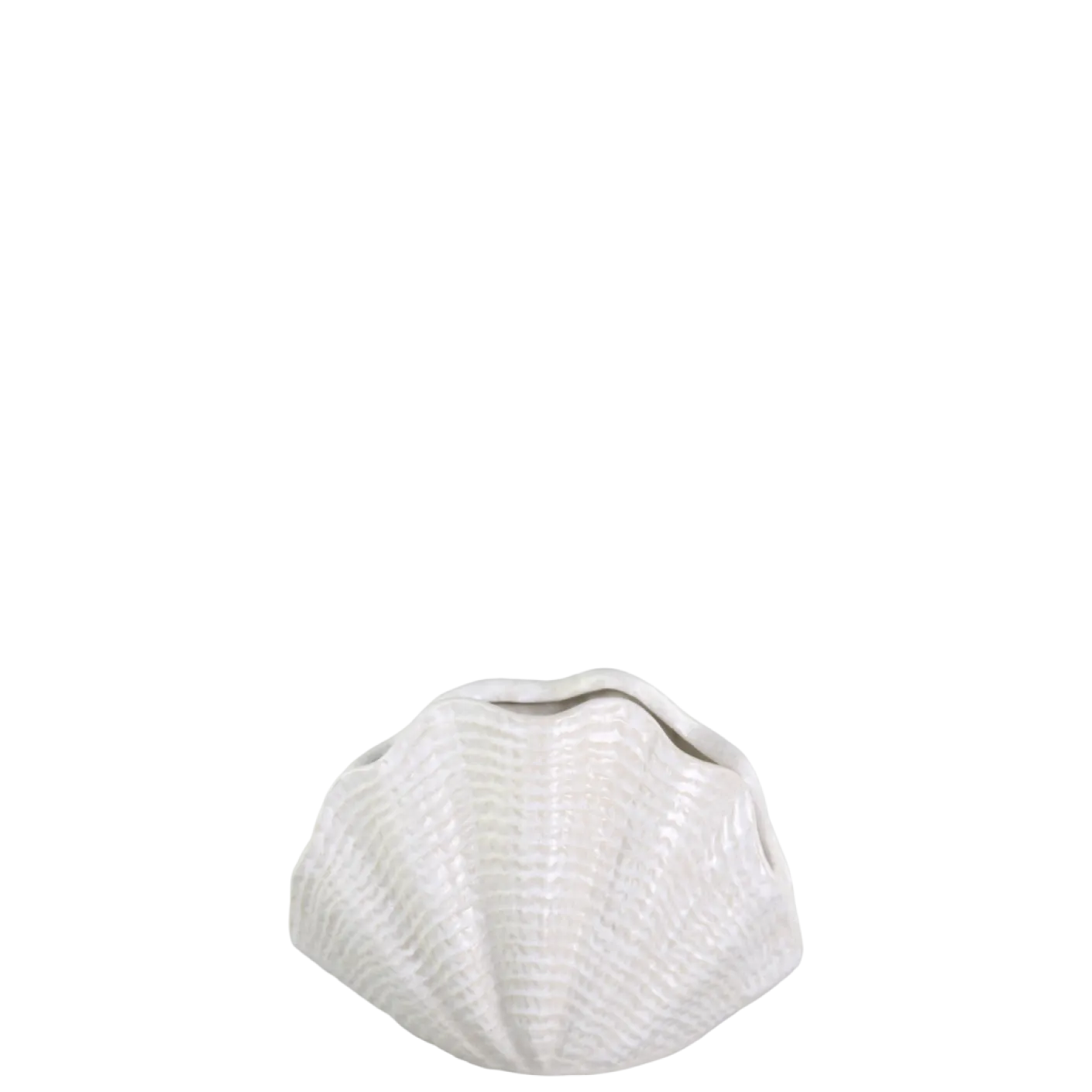 Vase Muschel mittel