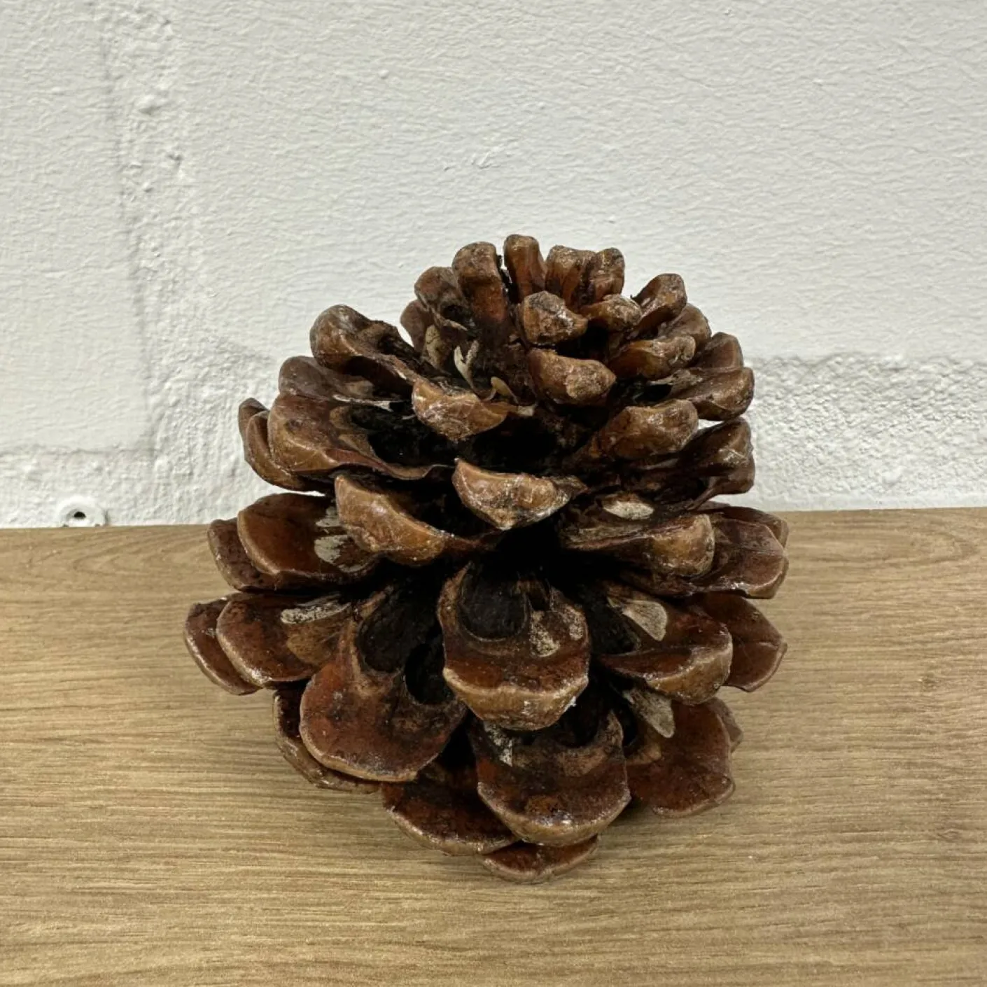 Zapfen natur
