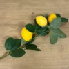 Zitronen Zweig Lemon
